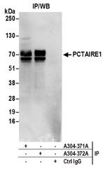 PCTAIRE1 Antibody in Immunoprecipitation (IP)