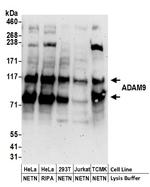 ADAM9 Antibody in Western Blot (WB)