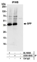 SPP Antibody in Immunoprecipitation (IP)