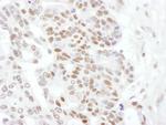 Phospho-RNA Polymerase II (Ser2) Antibody in Immunohistochemistry (Paraffin) (IHC (P))