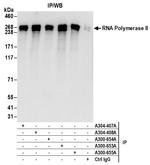 Phospho-RNA Polymerase II (Ser2) Antibody in Immunoprecipitation (IP)