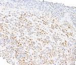 Phospho-RNA Polymerase II (Ser5) Antibody in Immunohistochemistry (Paraffin) (IHC (P))