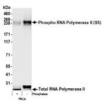 Phospho-RNA Polymerase II (Ser5) Antibody in Western Blot (WB)