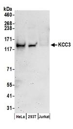 KCC3 Antibody in Western Blot (WB)