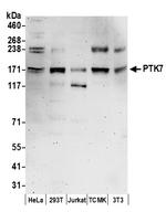 PTK7 Antibody in Western Blot (WB)