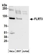 FLRT3 Antibody in Western Blot (WB)