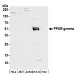 PPAR-gamma Antibody in Western Blot (WB)