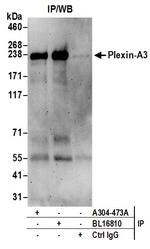 Plexin-A3 Antibody in Immunoprecipitation (IP)