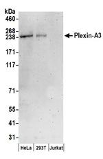 Plexin-A3 Antibody in Western Blot (WB)