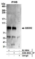 QSOX2 Antibody in Immunoprecipitation (IP)