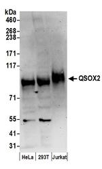 QSOX2 Antibody in Western Blot (WB)