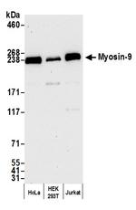 Myosin-9 Antibody in Western Blot (WB)