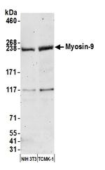 Myosin-9 Antibody in Western Blot (WB)