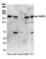 PARD3 Antibody in Western Blot (WB)