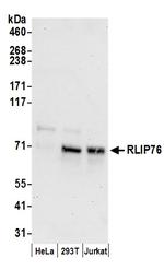 RLIP76 Antibody in Western Blot (WB)