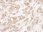 P23 Antibody in Immunohistochemistry (Paraffin) (IHC (P))