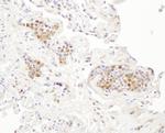 P23 Antibody in Immunohistochemistry (Paraffin) (IHC (P))