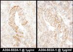 AE2 Antibody in Immunohistochemistry (Paraffin) (IHC (P))