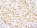 Drebrin Antibody in Immunohistochemistry (Paraffin) (IHC (P))