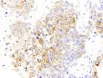 Drebrin Antibody in Immunohistochemistry (Paraffin) (IHC (P))