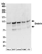 Drebrin Antibody in Western Blot (WB)