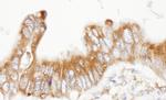 ERp5 Antibody in Immunohistochemistry (Paraffin) (IHC (P))