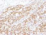 NUDC Antibody in Immunohistochemistry (Paraffin) (IHC (P))