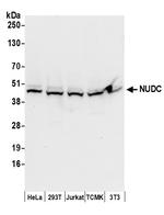 NUDC Antibody in Western Blot (WB)