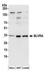 BLVRA Antibody in Western Blot (WB)