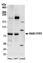 RAB11FIP5 Antibody in Western Blot (WB)