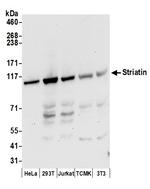 Striatin Antibody in Western Blot (WB)