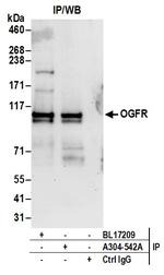 OGFR Antibody in Immunoprecipitation (IP)