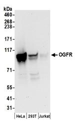 OGFR Antibody in Western Blot (WB)