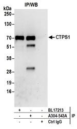 CTPS1 Antibody in Immunoprecipitation (IP)