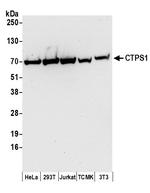 CTPS1 Antibody in Western Blot (WB)