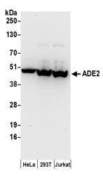 ADE2 Antibody in Western Blot (WB)