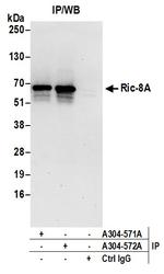 Ric-8A Antibody in Immunoprecipitation (IP)