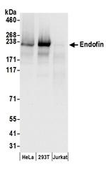 Endofin Antibody in Western Blot (WB)