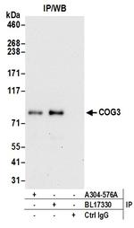 COG3 Antibody in Immunoprecipitation (IP)