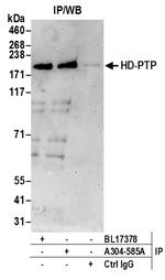 HD-PTP Antibody in Immunoprecipitation (IP)