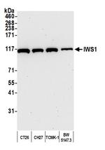 IWS1 Antibody in Western Blot (WB)