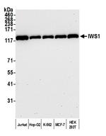 IWS1 Antibody in Western Blot (WB)