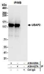 UBAP2 Antibody in Immunoprecipitation (IP)