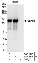 UBAP2 Antibody in Immunoprecipitation (IP)