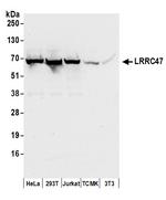 LRRC47 Antibody in Western Blot (WB)