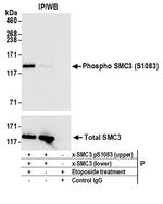 Phospho-SMC3 (Ser1083) Antibody in Immunoprecipitation (IP)