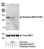 Phospho-SMC3 (Ser1083) Antibody in Western Blot (WB)