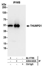 THUMPD1 Antibody in Immunoprecipitation (IP)