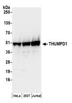 THUMPD1 Antibody in Western Blot (WB)