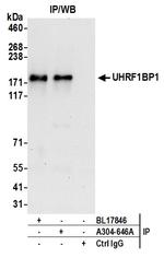 UHRF1BP1 Antibody in Immunoprecipitation (IP)